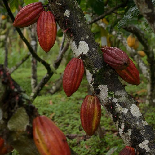 Lamas-Vilsic-La-Finca-del-Cacao-1